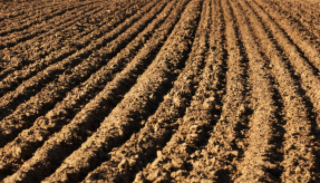 Field Furrows