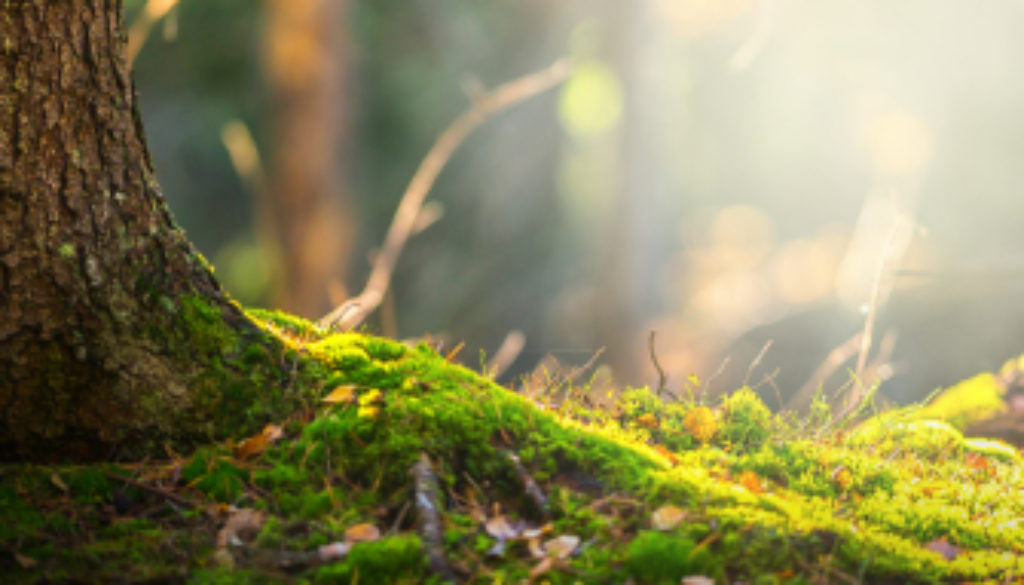 Forest Floor In Autumn With Ray Of Light