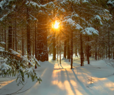 Winter Landscape