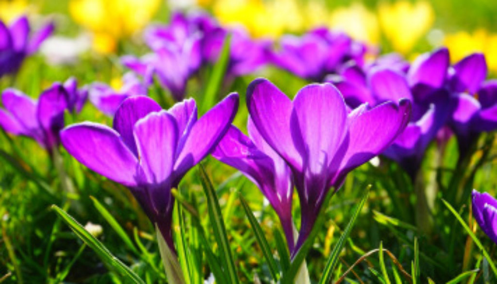 crocus-318293_1920